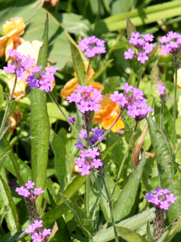 Verbena incompta