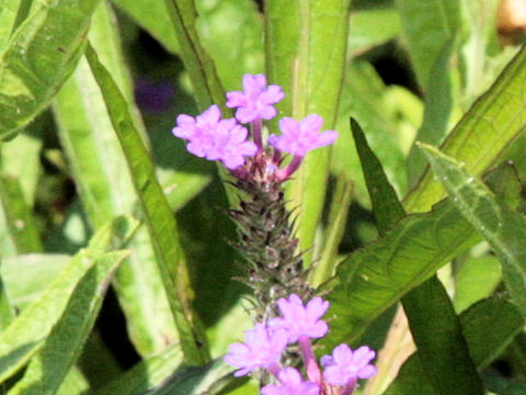 Verbena incompta