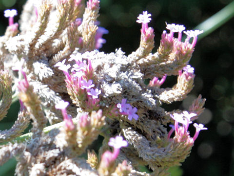 Verbena incompta