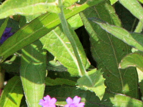 Verbena incompta