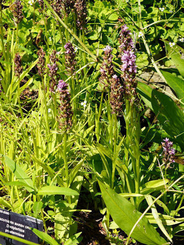 Dactylorhiza praetermissa