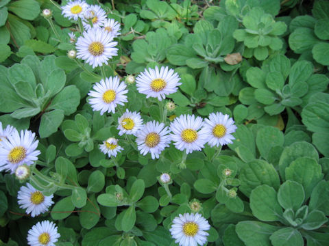 Aster spathulifolius