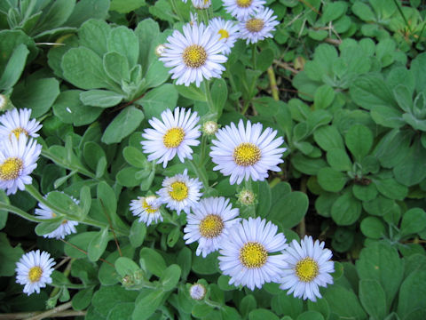 Aster spathulifolius