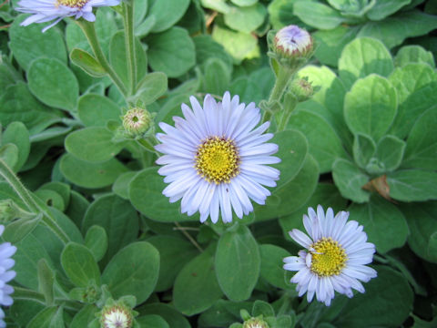 Aster spathulifolius