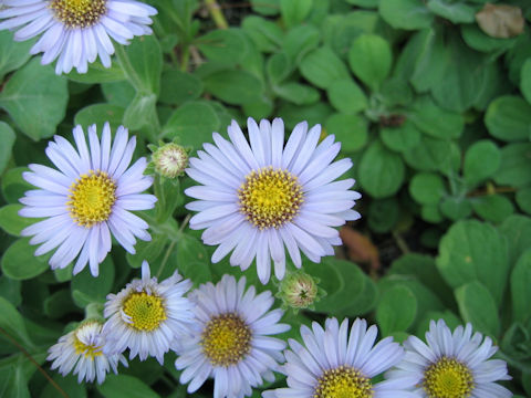 Aster spathulifolius