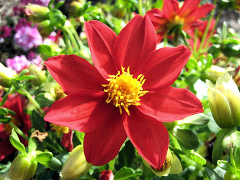 Dahlia hybrida