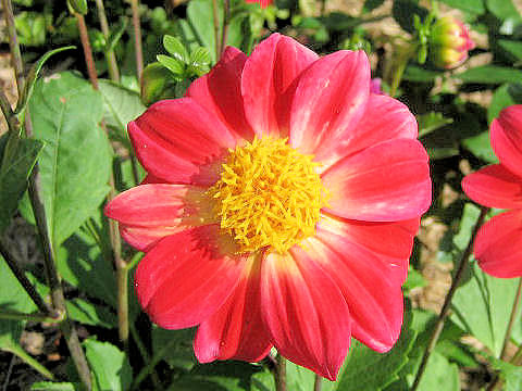 Dahlia hybrida