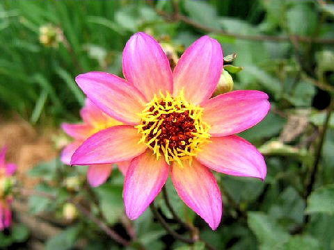 Dahlia hybrida