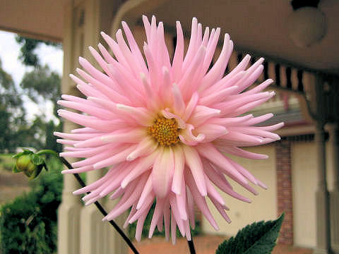 Dahlia hybrida