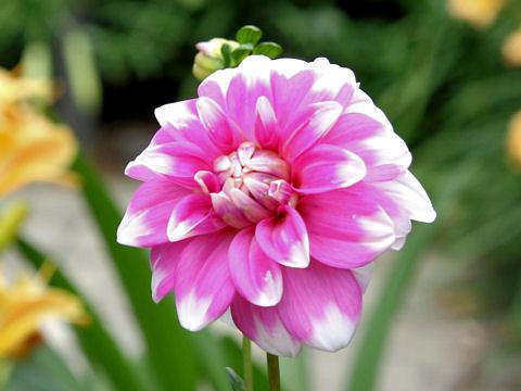 Dahlia hybrida