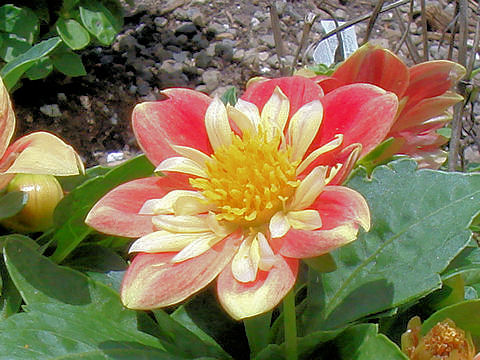 Dahlia hybrida