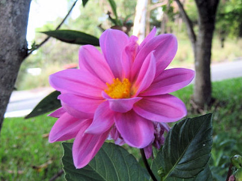 Dahlia hybrida