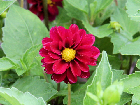 Dahlia hybrida