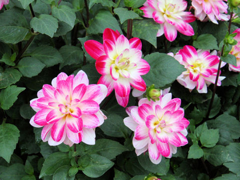 Dahlia hybrida cv. Higasa