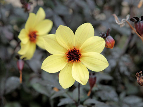 Dahlia hybrida