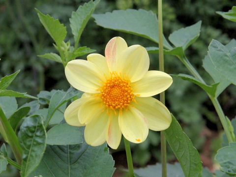 Dahlia hybrida