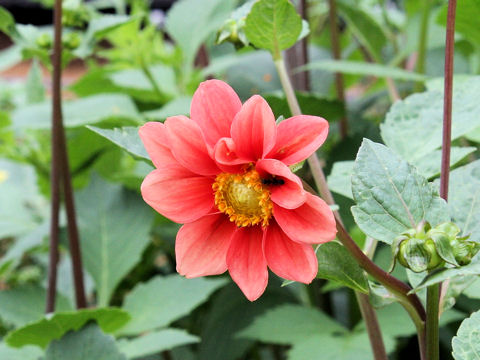 Dahlia hybrida