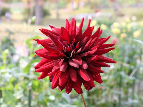 Dahlia hybrida