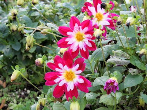 Dahlia hybrida