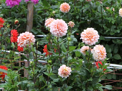 Dahlia hybrida