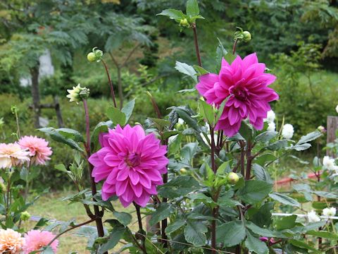 Dahlia hybrida