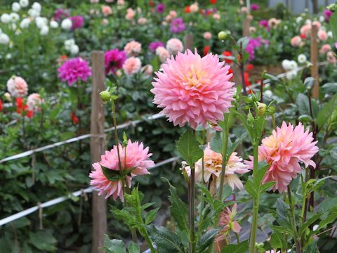 Dahlia hybrida