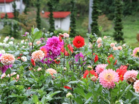 Dahlia hybrida