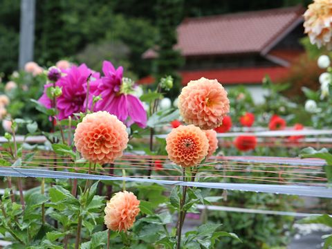 Dahlia hybrida