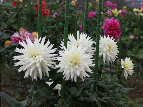 Dahlia hybrida cv. Roushinshi