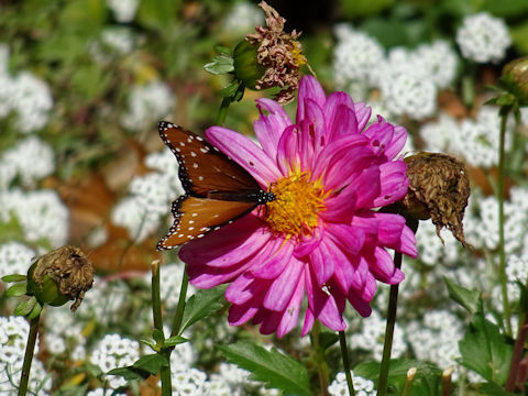 Dahlia hybrida