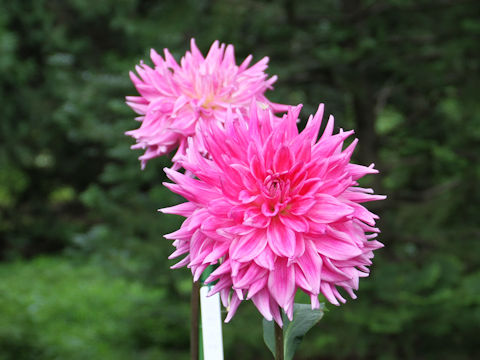 Dahlia hybrida cv. Show N Tell