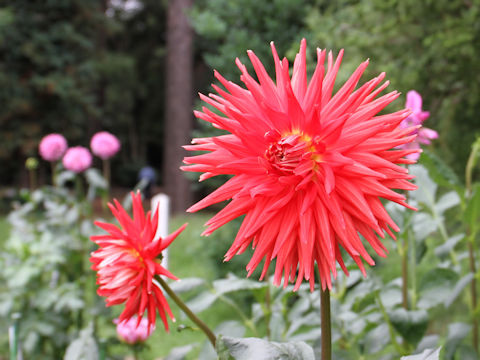 Dahlia hybrida cv. Celebrity