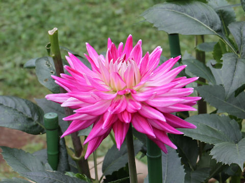 Dahlia hybrida@cv. Precious