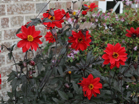 Dahlia hybrida