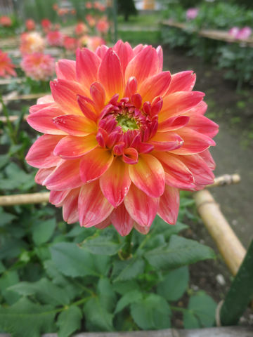 Dahlia hybrida