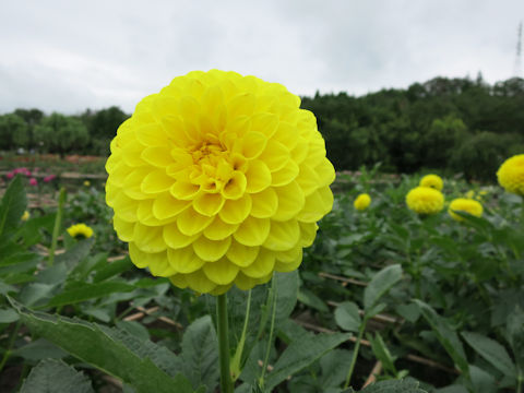 Dahlia hybrida