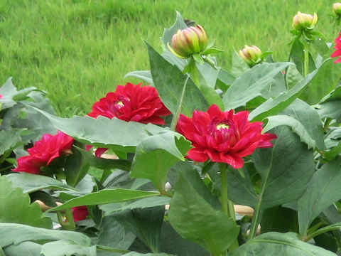 Dahlia hybrida cv. Otometsubaki