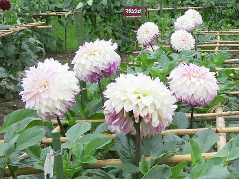 Dahlia hybrida cv. Kazenoshirabe