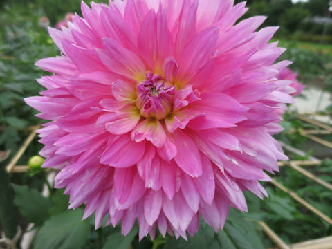 Dahlia hybrida cv. Princess Masako