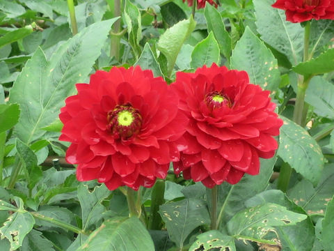 Dahlia hybrida cv. Red Bell