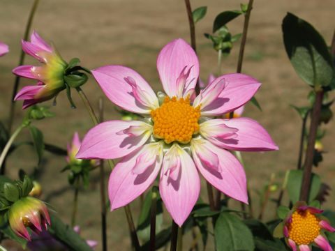 Dahlia hybrida cv. Alpen Diamond