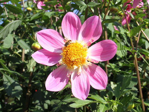 Dahlia hybrida cv. Alpen Pearl