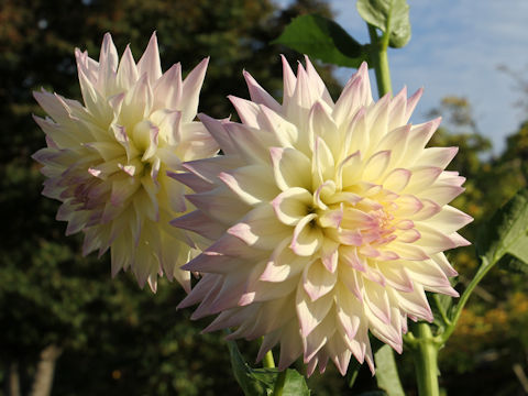 Dahlia hybrida cv. Alpen Bill