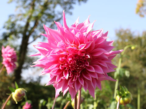 Dahlia hybrida cv. Ant Norma