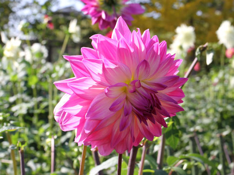 Dahlia hybrida cv. Anna