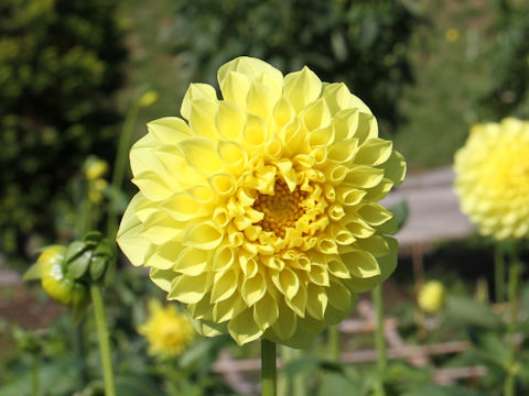 Dahlia hybrida cv. Yellow Sunshine