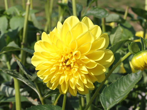 Dahlia hybrida cv. Yellow Pearl