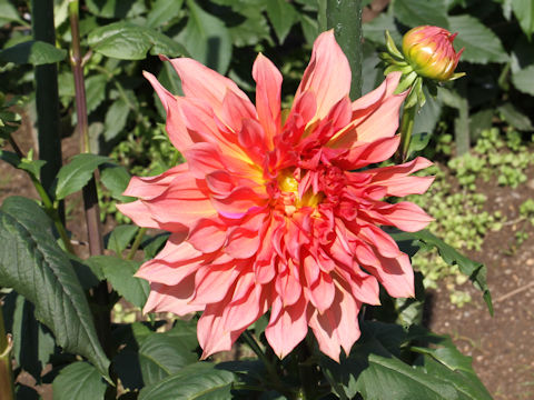 Dahlia hybrida cv. Ikinaotoko