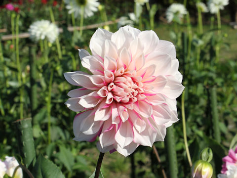 Dahlia hybrida cv. Ichigomiruku