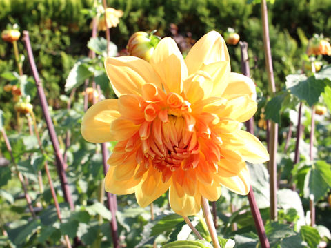 Dahlia hybrida cv. Ipelandia